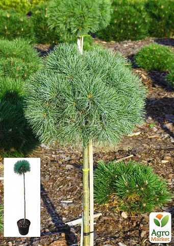 Сосна веймутова на штамбе «Sea Urchin» С3, высота 60-90см