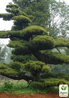Сосна Табуліформіс 3-х річна (Pinus Tabuliformis) С1,5, висота 30-40см2