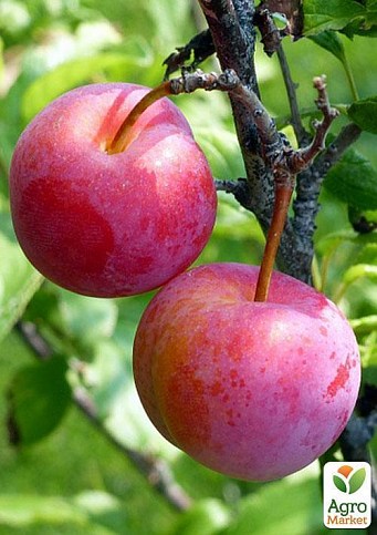 Слива "Юбілеум" (літній сорт, середній термін дозрівання) - фото 2