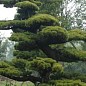 Сосна Табуліформіс 3-х річна (Pinus Tabuliformis) С1,5, висота 30-40см