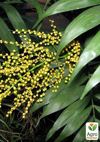 Хамедорея изящная "Зеленый дворец" (Chamaedorea elegans) дм 9 см выс. 40 см