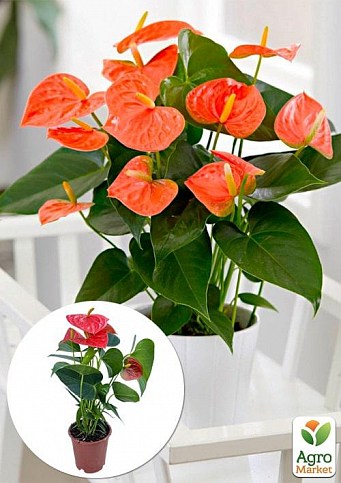 Антуриум (Anthurium) "Prince of Orange"
