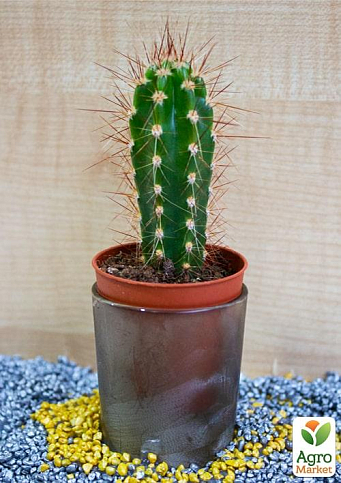 Кактус "Неокарденазія Герцогіана" (Neocardenasia herzogiana) (Нідерланди)