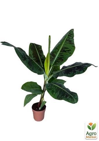 LMTD Банан Карликовый "Dwarf Cavendish" (высота 50-70см) - фото 2