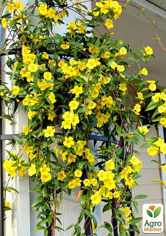 Жасмин жовтий "Humile" (ніжний аромат, висока декоративність) - фото 3