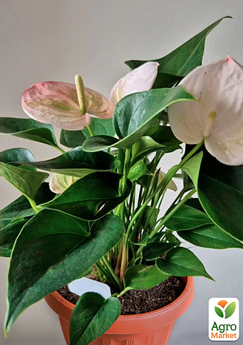 Антуріум (Anthurium) "Fantasy Sprite" (висота 40-50см)