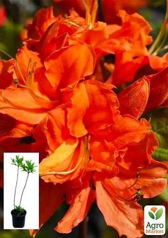Азалия 2-х летняя "Mandarin Lights" С2 высота 25-50см