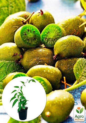 Актинідія "Римма" (міні-ківі, морозостійкий сорт, пізній термін дозрівання)