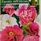Півонія "каскадний" ТМ "Сонячний березень" 5шт