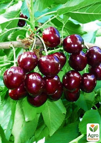 Черешня чешской селекции "Тамара" (летний сорт, поздний срок созревания) - фото 3