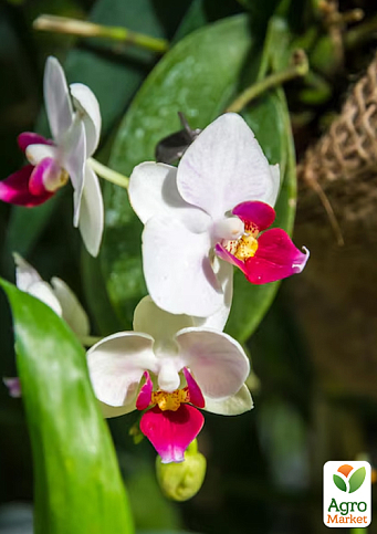 Орхидея (Phalaenopsis) "Red Lip" высота 60-70см