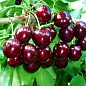 Черешня чешской селекции "Тамара" (летний сорт, поздний срок созревания) цена