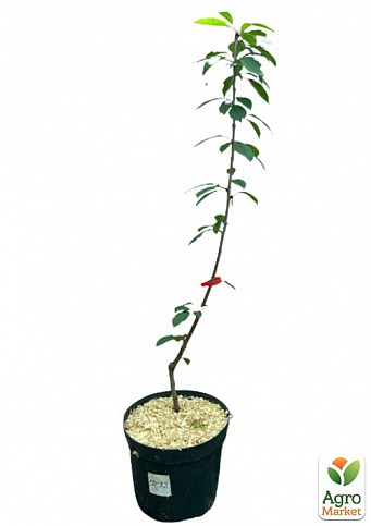 Черешня колоновидная "Сильвия" укорененная в контейнере (саженец 2 года) - фото 2