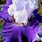 Ірис бородатий великоквітковий "Life of the Party" 1шт в упаковці