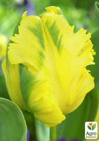 Тюльпан "Eagle Wings"  - фото 3