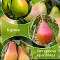 Дерево-сад Груша "Ноябрьская+Кармен+Талгарская Красавица" 