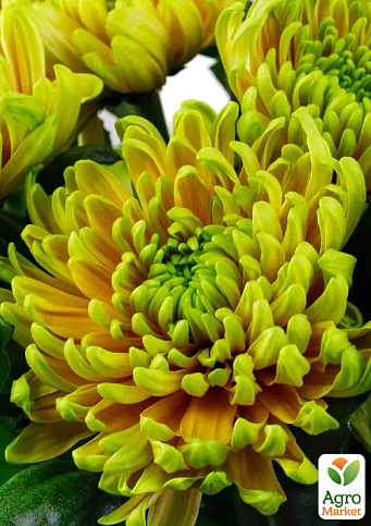 Хризантема  "Woodstock Orange" (низкорослая крупноцветковая)