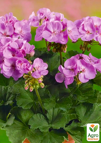 Пеларгонія зональна Dark Line "Greta"