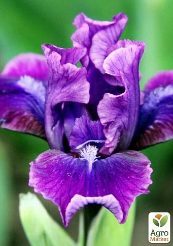 Ірис карликовий "Plum Twist" 1шт в упаковці