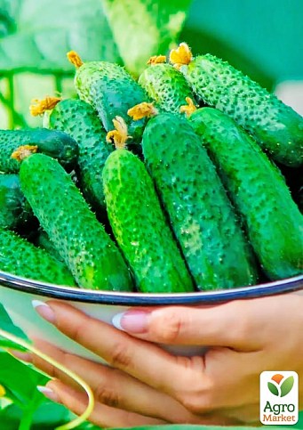 Огурец "Любимчик F1" ТМ "Весна" 0.5г - фото 2