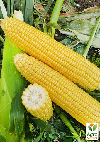 Кукурудза "Форвард F1"  ТМ "Lark Seeds" 25000шт