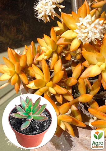 Очиток "Нуссбаумера" (Sedum nussbaumerianum)