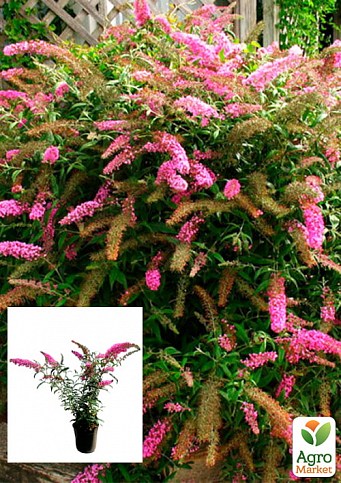 Буддлея Давида 3х летняя "Pink Delight" С2