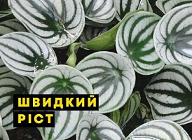 Чим поливати кімнатні рослини для швидкого зростання - корисні статті про садівництво від Agro-Market