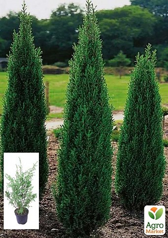 Можжевельник 3-х летний "Hibernica" С3, высота 40-60см