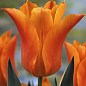 Тюльпан "Ballade Orange" (размер 11/12 , крупный) 3шт в упаковке