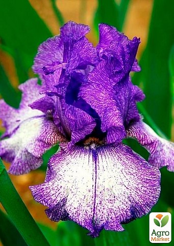 Ирис бородатый крупноцветковый "Purple Striped White"  1шт в упаковке