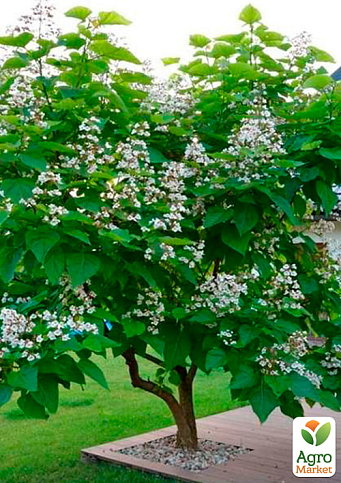 Катальпа бігнонієподібна (Catalpa bignonioides), С3 висота 50-60см