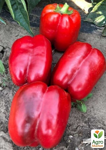 Перець "Стріт F1" ТМ "Lark Seeds" 500шт