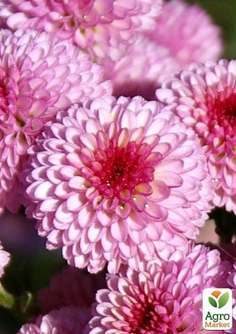 Хризантема кустовая срезочная "Kalimera Pink"