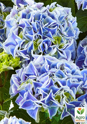 Гортензія великолисткова "Saxon Candy Heart Blue"