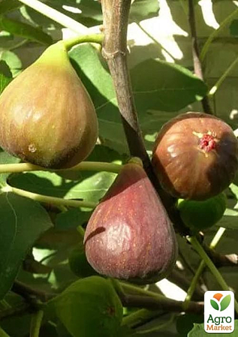 Інжир саджанець 3х-річний «Брунсвік» (висота 70-90см) - фото 4