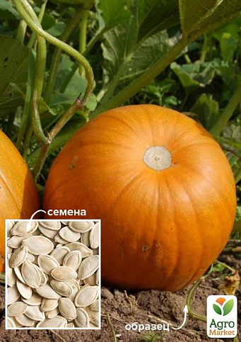 На развес Тыква "Сахарная осень" ТМ "Весна" цена за 10г