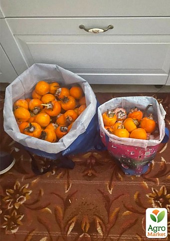 Хурма «Божий дар» (сіянець) - фото 3