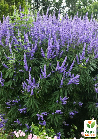 Витекс священный (Авраамово дерево), С2 высота 60-80см