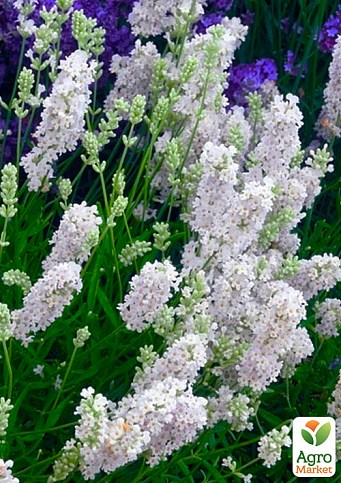 Лаванда вузьколиста білосніжна "Edelweiss" (контейнер Р9)