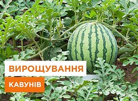 Вирощування кавунів, технологія вирощування кавуна у відкритому ґрунті - Agro-Market