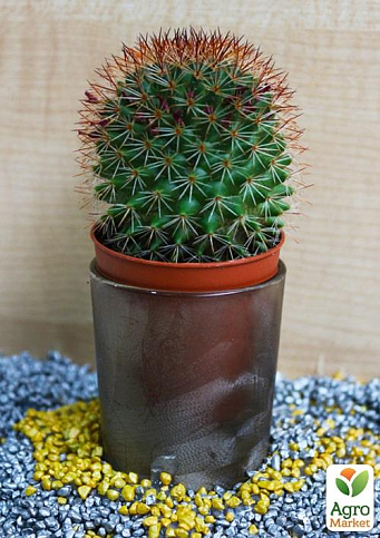 Кактус "Маммиллярия" (Mammillaria elegans) (Нидерланды)
