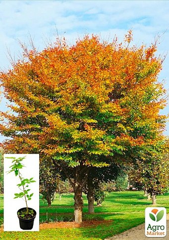 Бук европейский (Fagus sylvatica) С2 высота 40-50см