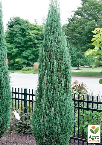 Ялівець скельний "Blue Arrow" С10 висота 100-120см  - фото 3