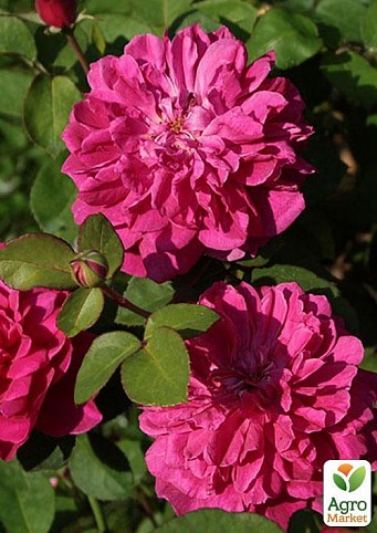 Роза английская "Sophy`s Rose"