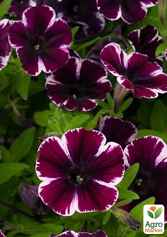 Петуния ампельная Sweetunia "Miss Marvelous" (контейнер №10, высота 10-15см)