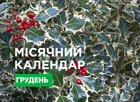 Місячний посівний календар на грудень 2021 - корисні статті про садівництво від Agro-Market
