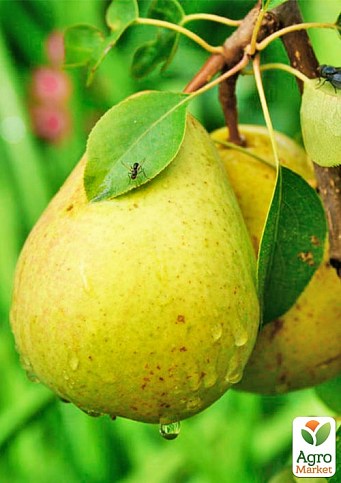 Груша "Христианка" (зимний сорт, поздний срок созревания) - фото 2