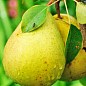 Груша "Христианка" (зимний сорт, поздний срок созревания) купить
