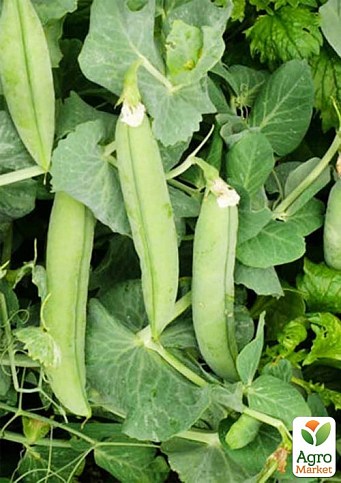 Горох овочевий "Мегасайз" ТМ "Lark Seeds" 2500шт